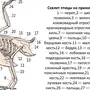 Скелет сизого голубя биология 7 класс рисунок