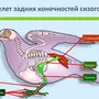 Скелет Сизого Голубя Биология 7 Класс Рисунок