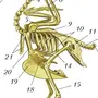 Скелет Сизого Голубя Биология 7 Класс Рисунок