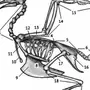 Скелет сизого голубя биология 7 класс рисунок