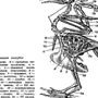 Скелет Сизого Голубя Биология 7 Класс Рисунок