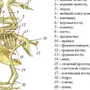 Скелет сизого голубя биология 7 класс рисунок