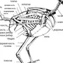 Скелет сизого голубя биология 7 класс рисунок