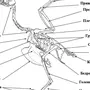 Скелет сизого голубя биология 7 класс рисунок