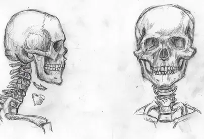 Скелет академический рисунок
