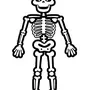 Скелет Академический Рисунок