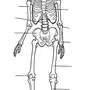 Скелет рисунок для детей