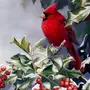Птица снегирь рисунок