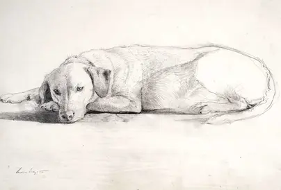 Собака лежит рисунок