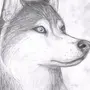 Рисунок собаки карандашом
