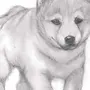 Рисунок Собаки Карандашом