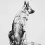 Сидячая Собака Рисунок