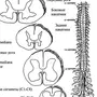 Спинной мозг рисунок