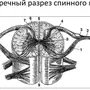 Спинной мозг рисунок