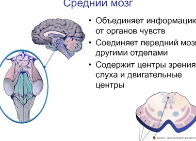 Средний мозг рисунок