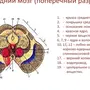 Средний мозг рисунок