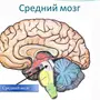 Категория Мозг