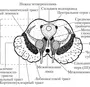 Категория Мозг