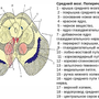 Средний Мозг Рисунок