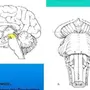 Средний Мозг Рисунок