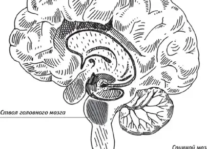 Ствол головного мозга рисунок