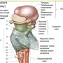 Ствол головного мозга рисунок