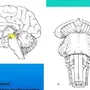Ствол головного мозга рисунок