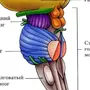 Ствол головного мозга рисунок