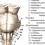 Ствол Головного Мозга Рисунок