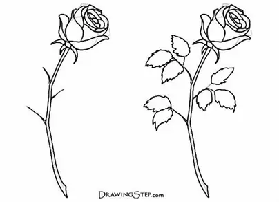 Как нарисовать лепестки роз