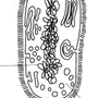 Бактерия рисунок