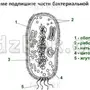 Бактерия Рисунок