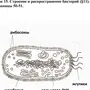 Бактерия Рисунок