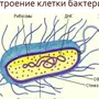 Бактерия рисунок