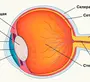 Строение Глаза Рисунок