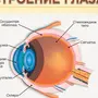 Строение глаза рисунок