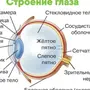 Строение Глаза Рисунок