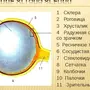 Строение глаза рисунок