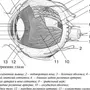 Строение глаза рисунок