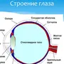 Строение Глаза Рисунок