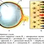 Строение Глаза Рисунок
