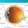 Строение глаза рисунок с обозначениями