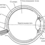 Строение глаза рисунок с обозначениями