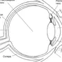 Строение глаза рисунок с обозначениями