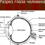 Строение глаза рисунок с обозначениями