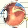 Строение глаза рисунок с обозначениями