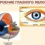 Строение Глаза Рисунок С Обозначениями