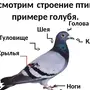 Строение голубя рисунок