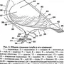 Строение голубя рисунок