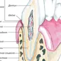 Строение зуба 8 класс биология рисунок
